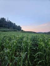 팜모닝 6월 내 작물 자랑하기🌱·참여글 게시글 이미지