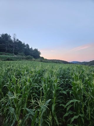 김원국님의 6월 내 작물 자랑하기🌱 · 참여글 작성글 사진