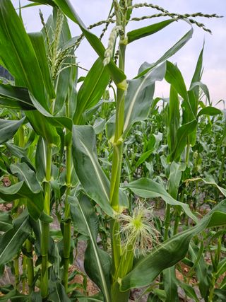 김원국님의 6월 내 작물 자랑하기🌱 · 참여글 작성글 사진