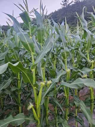 김원국님의 6월 내 작물 자랑하기🌱 · 참여글 작성글 사진