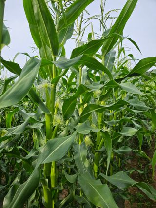 김원국님의 6월 내 작물 자랑하기🌱 · 참여글 작성글 사진