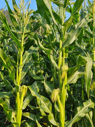 김원국님의 6월 내 작물 자랑하기🌱 · 참여글 작성글 사진