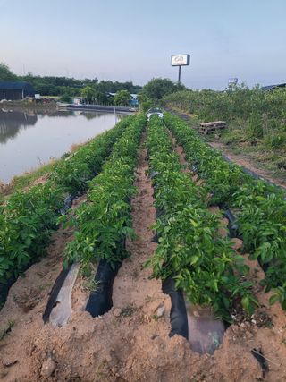 김도훈님의 6월 내 작물 자랑하기🌱 · 참여글 작성글 사진