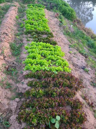 김도훈님의 6월 내 작물 자랑하기🌱 · 참여글 작성글 사진