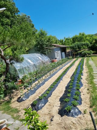 손병업(텃밭)님의 6월 내 작물 자랑하기🌱 · 참여글 작성글 사진