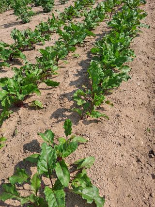 이진수님의 6월 내 작물 자랑하기🌱 · 참여글 작성글 사진