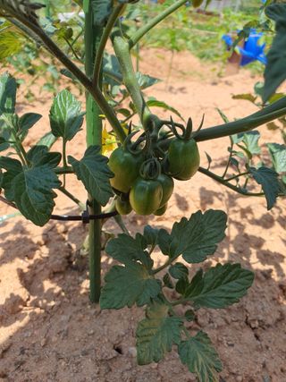 양현준님의 6월 내 작물 자랑하기🌱 · 참여글 작성글 사진