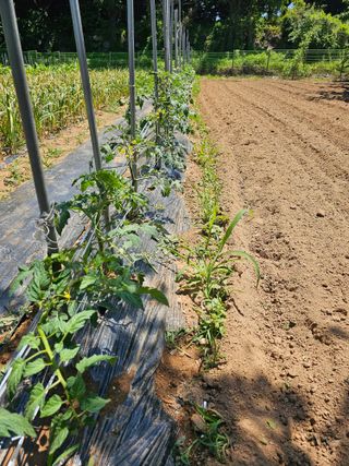 박인화님의 6월 내 작물 자랑하기🌱 · 참여글 작성글 사진