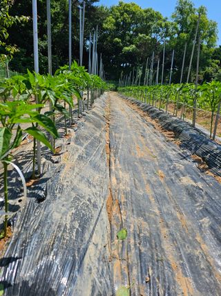 박인화님의 6월 내 작물 자랑하기🌱 · 참여글 작성글 사진