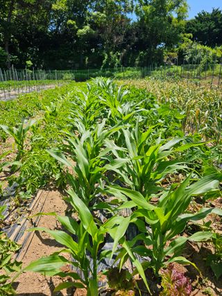 박인화님의 6월 내 작물 자랑하기🌱 · 참여글 작성글 사진