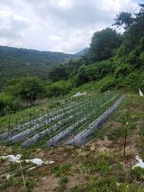 팜모닝 6월 내 작물 자랑하기🌱·참여글 게시글 이미지