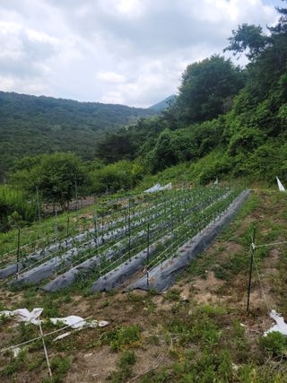 이화영(7629)님의 6월 내 작물 자랑하기🌱 · 참여글 작성글 사진