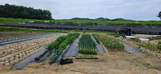 김지양님의 6월 내 작물 자랑하기🌱 · 참여글 작성글 사진