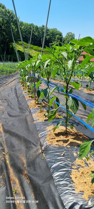 박찬호님의 6월 내 작물 자랑하기🌱 · 참여글 작성글 사진