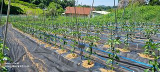 박찬호님의 6월 내 작물 자랑하기🌱 · 참여글 작성글 사진