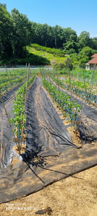 박찬호님의 6월 내 작물 자랑하기🌱 · 참여글 작성글 사진