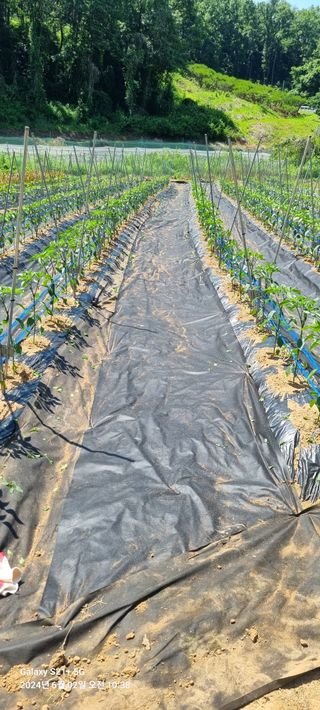 박찬호님의 6월 내 작물 자랑하기🌱 · 참여글 작성글 사진