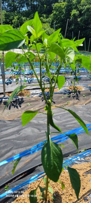 박찬호님의 6월 내 작물 자랑하기🌱 · 참여글 작성글 사진