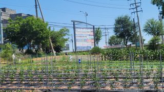 목대균님의 6월 내 작물 자랑하기🌱 · 참여글 작성글 사진