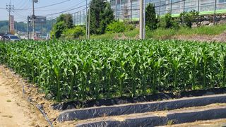 목대균님의 6월 내 작물 자랑하기🌱 · 참여글 작성글 사진