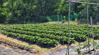 목대균님의 6월 내 작물 자랑하기🌱 · 참여글 작성글 사진