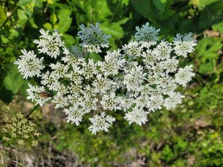 남효제님의 6월 내 작물 자랑하기🌱 · 참여글 작성글 사진