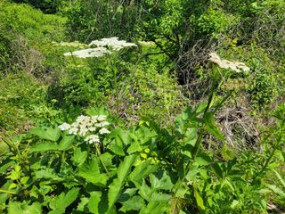 남효제님의 6월 내 작물 자랑하기🌱 · 참여글 작성글 사진