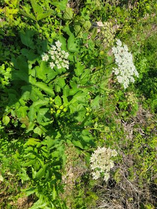 남효제님의 6월 내 작물 자랑하기🌱 · 참여글 작성글 사진