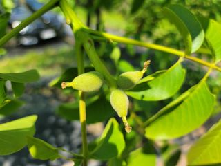 남효제님의 6월 내 작물 자랑하기🌱 · 참여글 작성글 사진