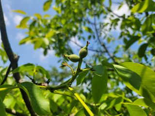 남효제님의 6월 내 작물 자랑하기🌱 · 참여글 작성글 사진