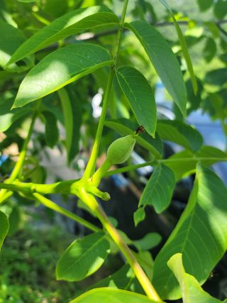 남효제님의 6월 내 작물 자랑하기🌱 · 참여글 작성글 사진