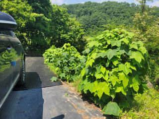 남효제님의 6월 내 작물 자랑하기🌱 · 참여글 작성글 사진