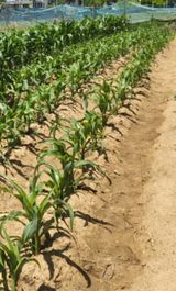 팜모닝 6월 내 작물 자랑하기🌱·참여글 게시글 이미지