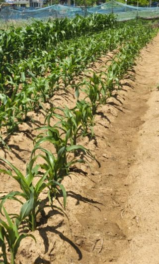 박희정님의 6월 내 작물 자랑하기🌱 · 참여글 작성글 사진