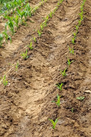 박희정님의 6월 내 작물 자랑하기🌱 · 참여글 작성글 사진