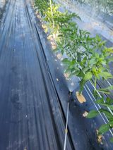 팜모닝 고추·영농일지 게시글 이미지