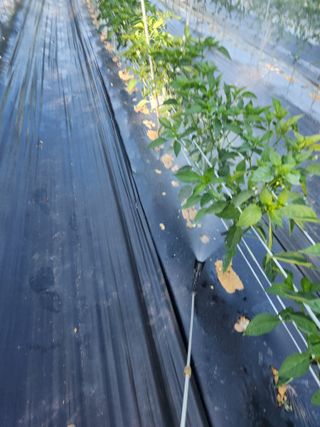 장재갑님의 고추 · 영농일지 작성글 사진