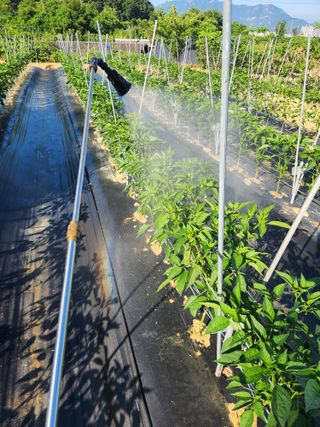 장재갑님의 고추 · 영농일지 작성글 사진