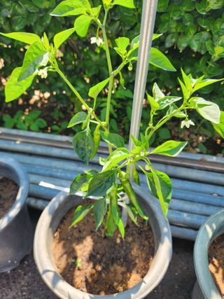 장재갑님의 고추 · 영농일지 작성글 사진