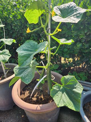 장재갑님의 고추 · 영농일지 작성글 사진