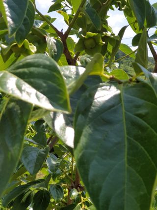 양파13440님의 6월 내 작물 자랑하기🌱 · 참여글 작성글 사진