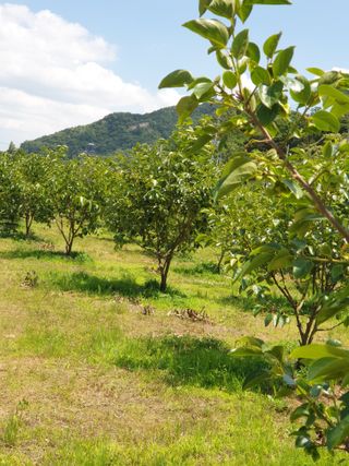양파13440님의 6월 내 작물 자랑하기🌱 · 참여글 작성글 사진