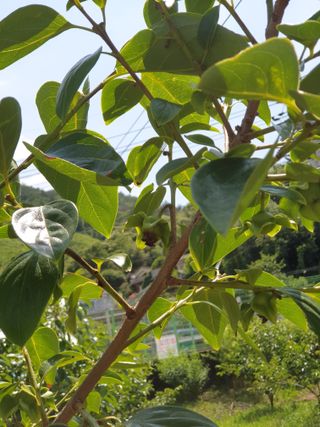 양파13440님의 6월 내 작물 자랑하기🌱 · 참여글 작성글 사진