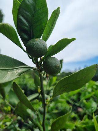 박종례님의 6월 내 작물 자랑하기🌱 · 참여글 작성글 사진