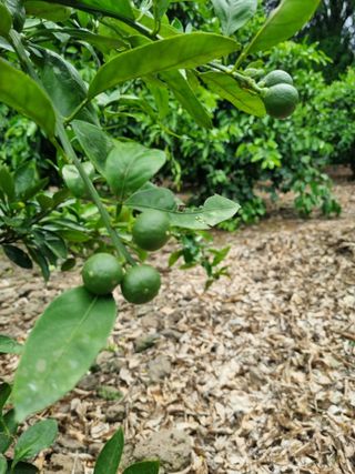 박종례님의 6월 내 작물 자랑하기🌱 · 참여글 작성글 사진