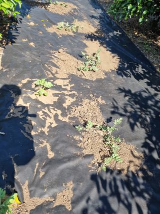 박종례님의 6월 내 작물 자랑하기🌱 · 참여글 작성글 사진