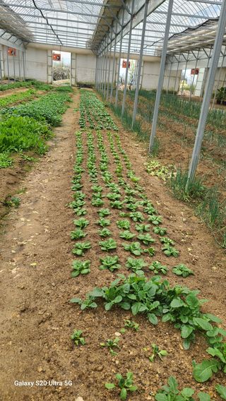 JWD670님의 6월 내 작물 자랑하기🌱 · 참여글 작성글 사진