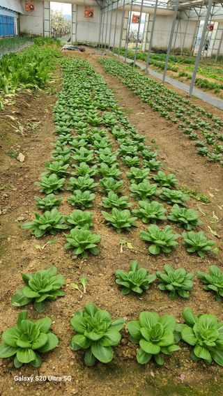 JWD670님의 6월 내 작물 자랑하기🌱 · 참여글 작성글 사진