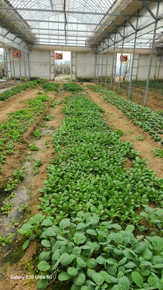 JWD670님의 6월 내 작물 자랑하기🌱 · 참여글 작성글 사진