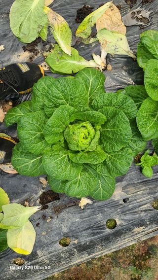 JWD670님의 6월 내 작물 자랑하기🌱 · 참여글 작성글 사진